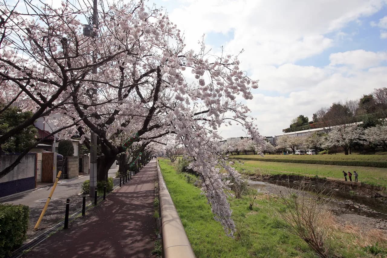 桜並木が続く野川沿いの緑道。左に戸建て住宅の並ぶ道路、右に川と芝生の河川敷が広がる晴れた春の日の住宅地