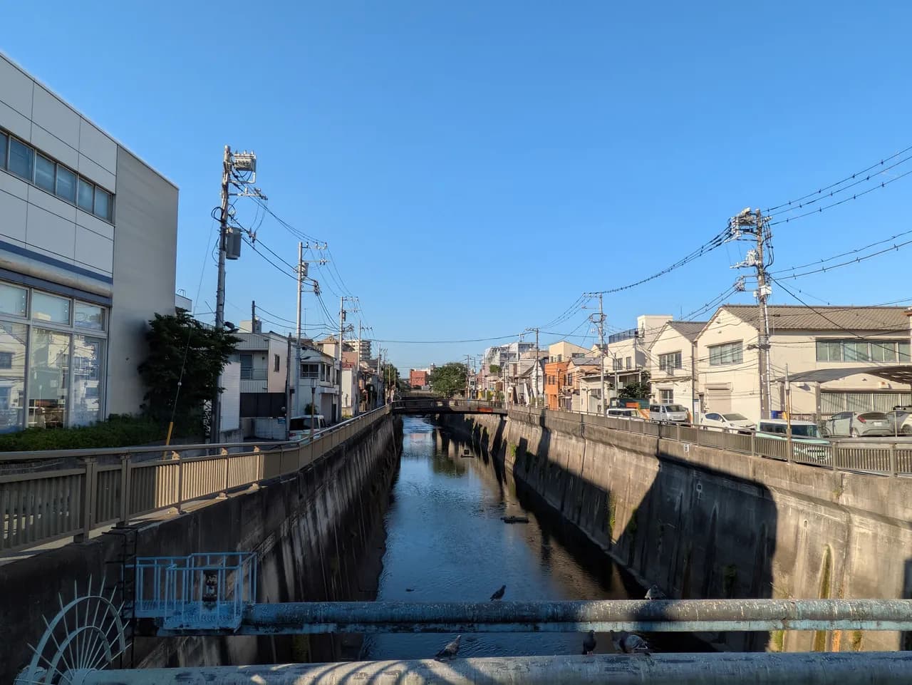 青空の下、コンクリート護岸の石神井川がまっすぐ奥へ延び、両岸に住宅と電柱が並ぶ。手前の欄干にハトがとまっている