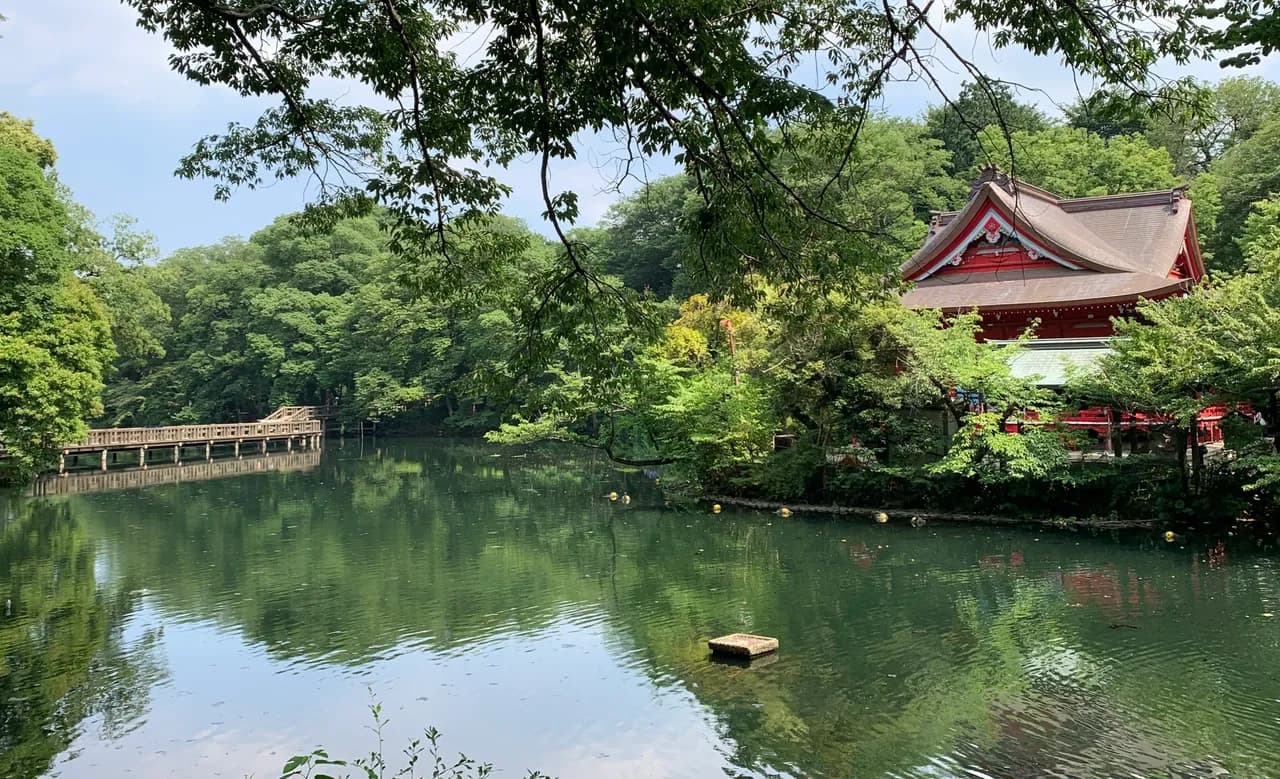 新緑に囲まれた井の頭池。左奥に木の橋が架かり、右手の木立の中に朱塗りのお堂が建ち、水面に木々が映っている