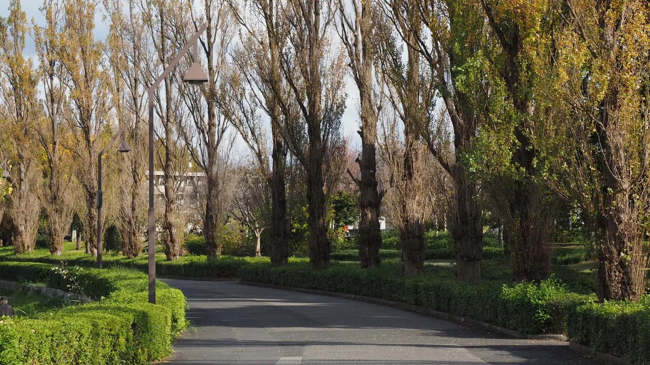黄葉しはじめた背の高い並木と植え込みに挟まれた水元公園の園路。街灯が並び、奥に建物が見える