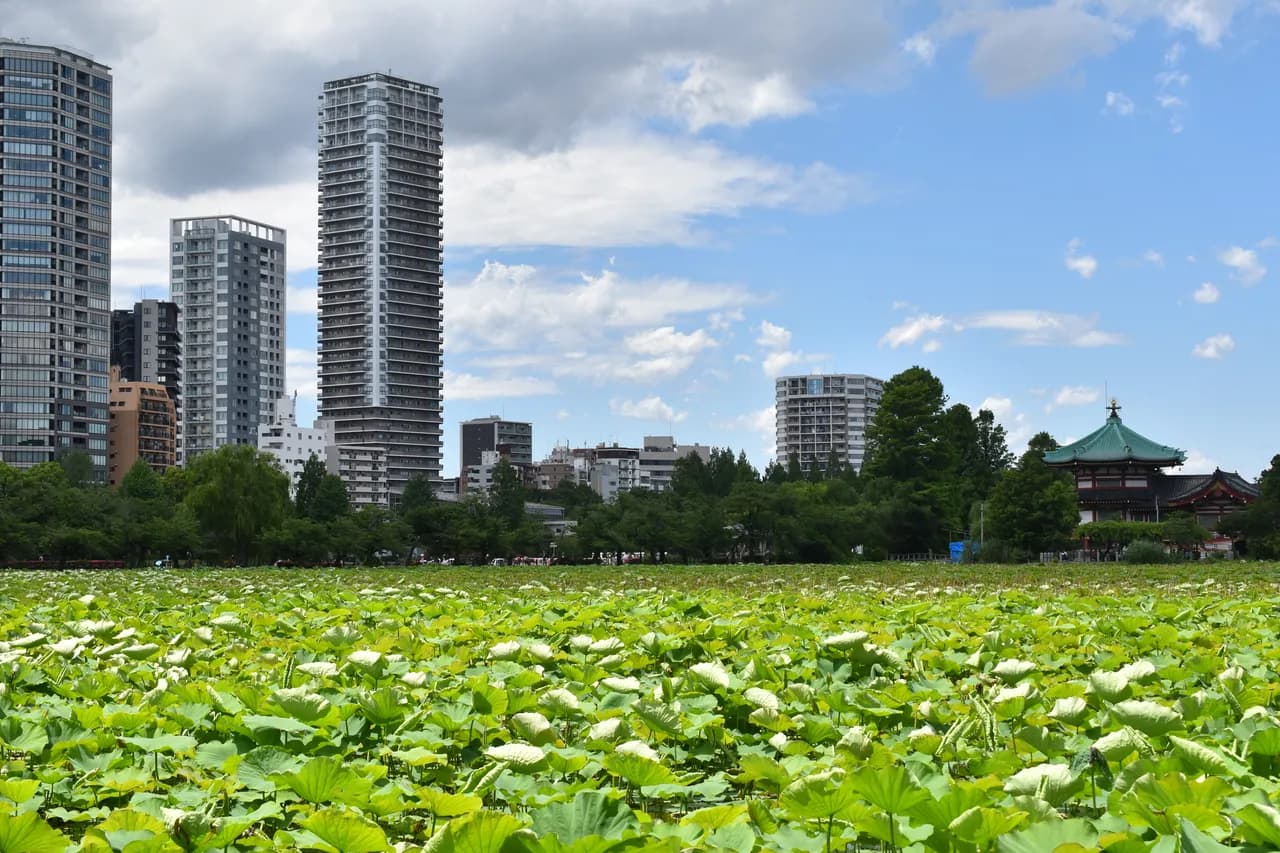 一面に蓮の葉が広がる不忍池。奥に高層マンションやビルが並び、右に緑の屋根の弁天堂が見える